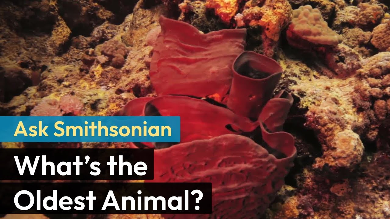Ask Smithsonian: What&rsquo;s the Oldest Animal?