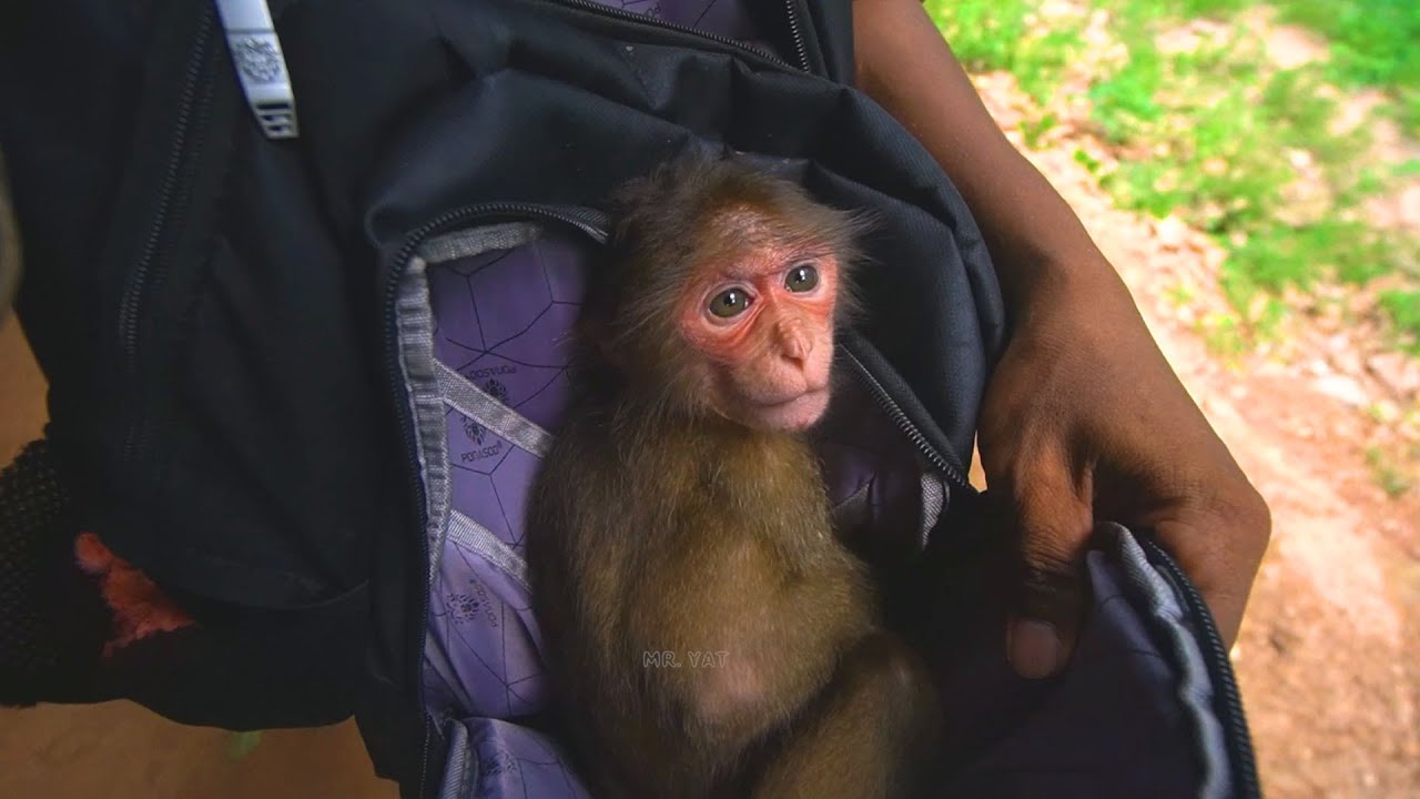 I brought monkey Baila out of the WC to give her some milk because she was disturbing tourists there