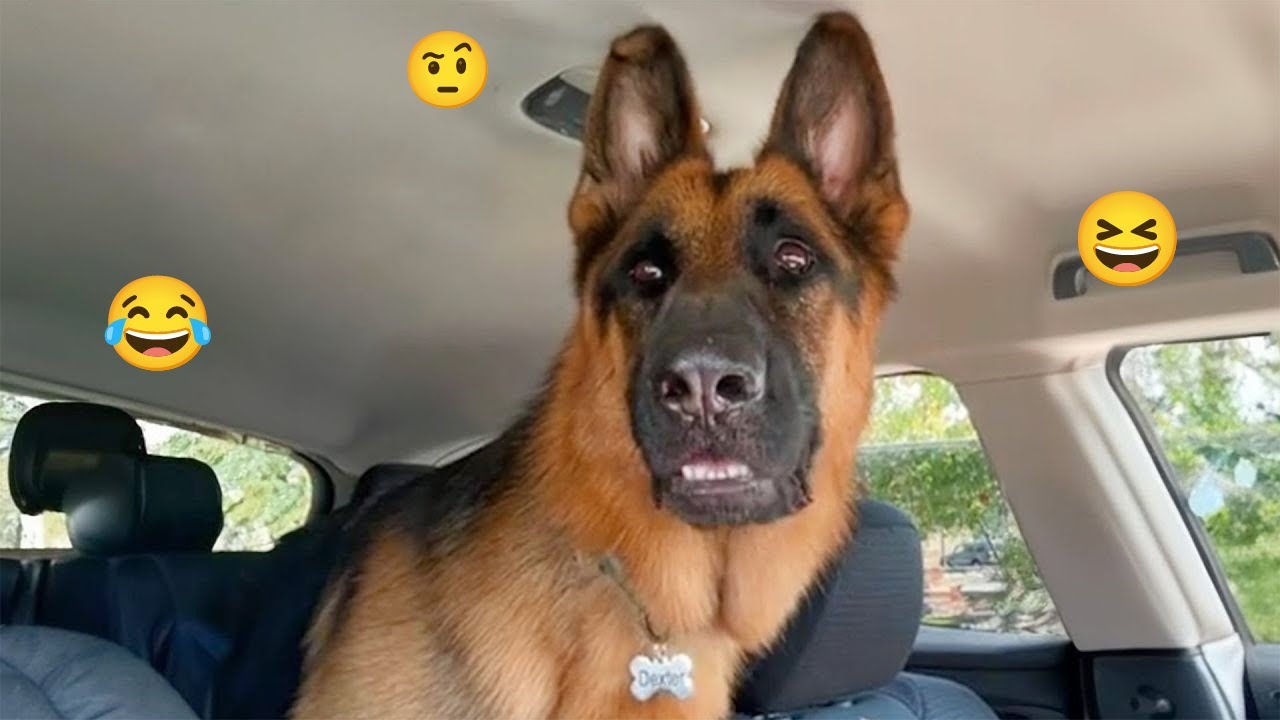 Try NOT to Laugh… 101% IMPOSSIBLE! 😂 Funniest Dogs Ever 2025 #2
