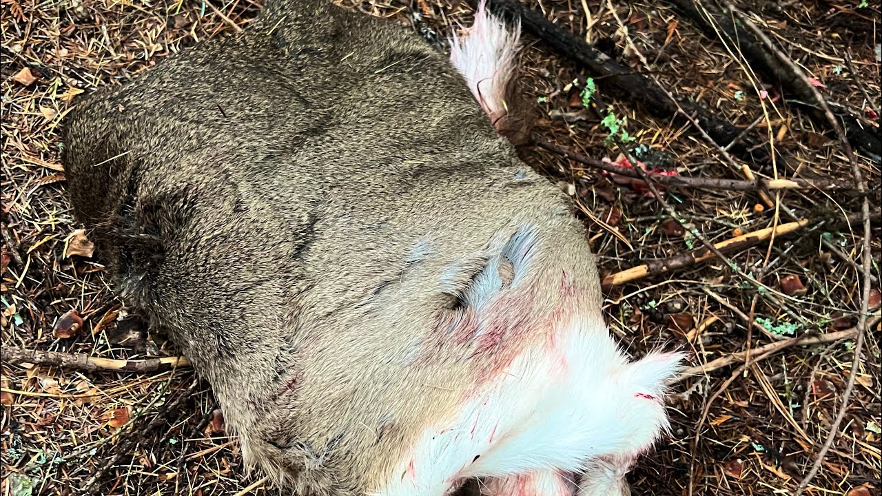 Salting a Deer hide!