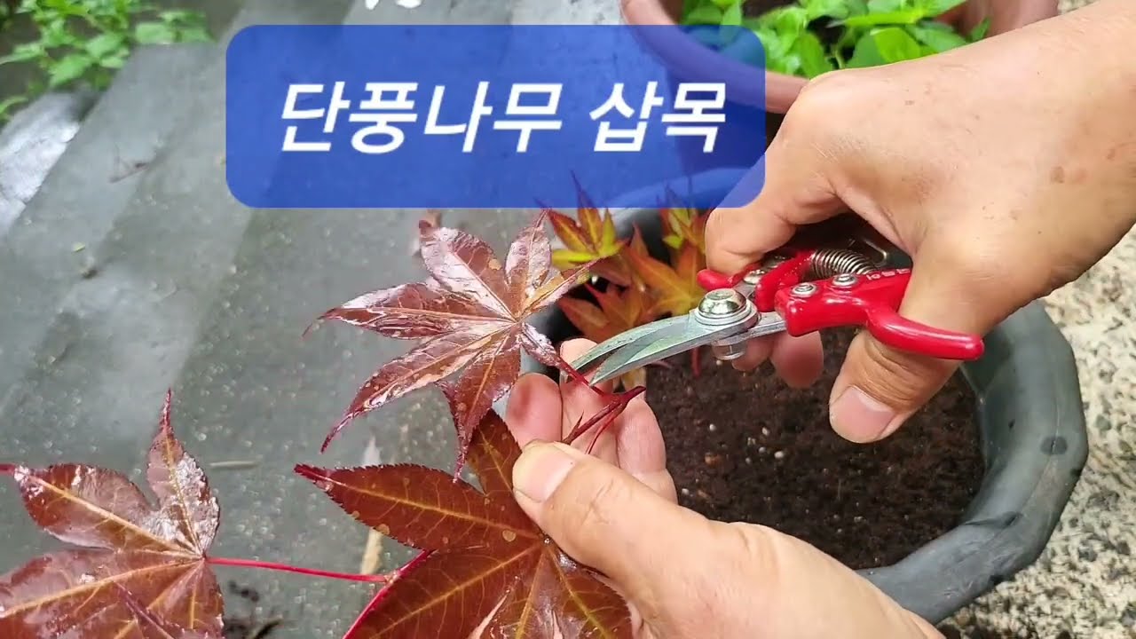 단풍나무 삽목 [Maple tree Cuttings 100% successful method] #Korean#mapletrees#cutting