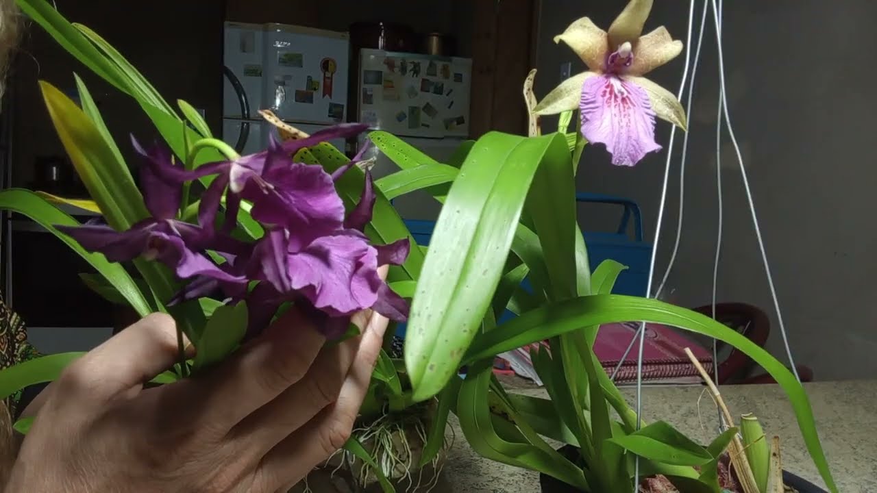 Orquídea Miltonia regnelli