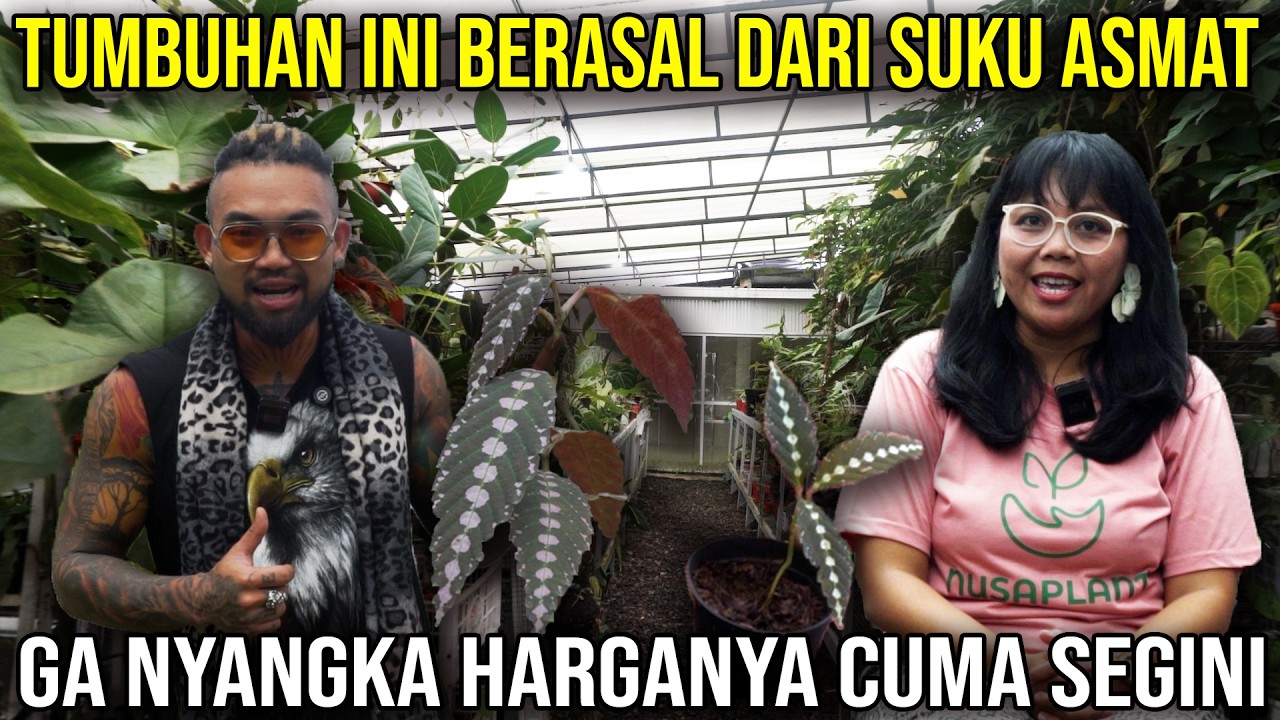 TUMBUHAN INI BERASAL DARI SUKU ASMAT, GA NYANGKA HARGANYA SEGINI!!#Audreykingofthejungle #indoexotic