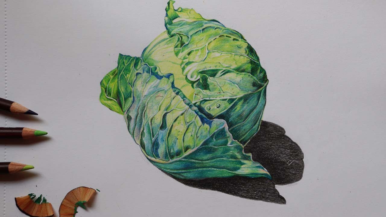 How to Draw a Cabbage in Color Pencils | Vegetable Drawing | Derwent Colorsoft Pencils