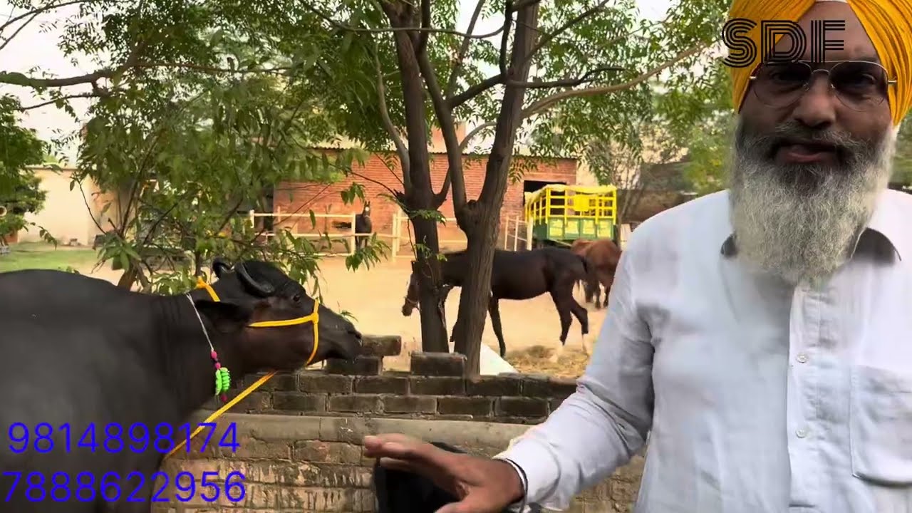 ਬਿਲਕੁਲ ਸਸਤੇ ਭਾਅ ਵਿੱਚ ਤਾਜ਼ੀਆਂ ਸੂਈਆਂ ਵੱਡੀਆਂ ਝੋਟੀਆਂ ਖਰੀਦੋ।