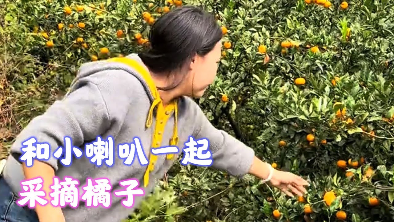 和小喇叭一起丰收橘子来了！！【海派封兄弟】#海派封兄弟 #海派 #旅行
