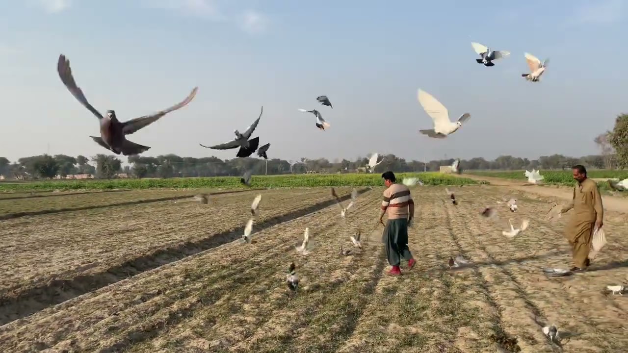 Pigeon flying#naturelover #village life #discovering 