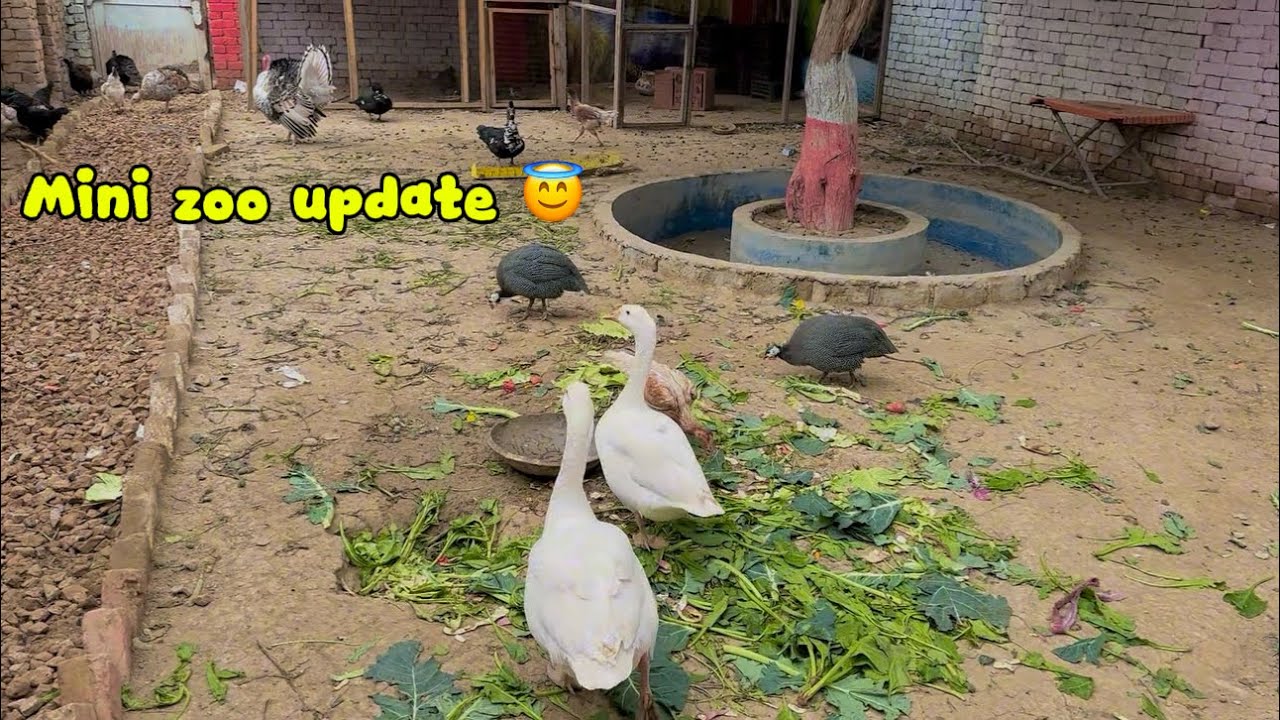 Update of MiniZoo 😇 Sardi sy haal bura h aj sb ka 