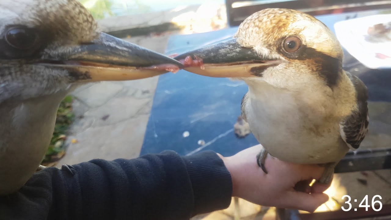 Kookaburra tug of war fight!!