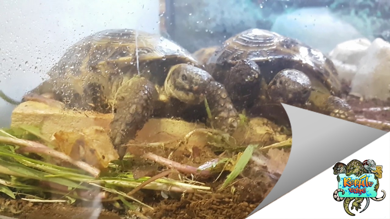 Reptile Store Tour - The vivarium