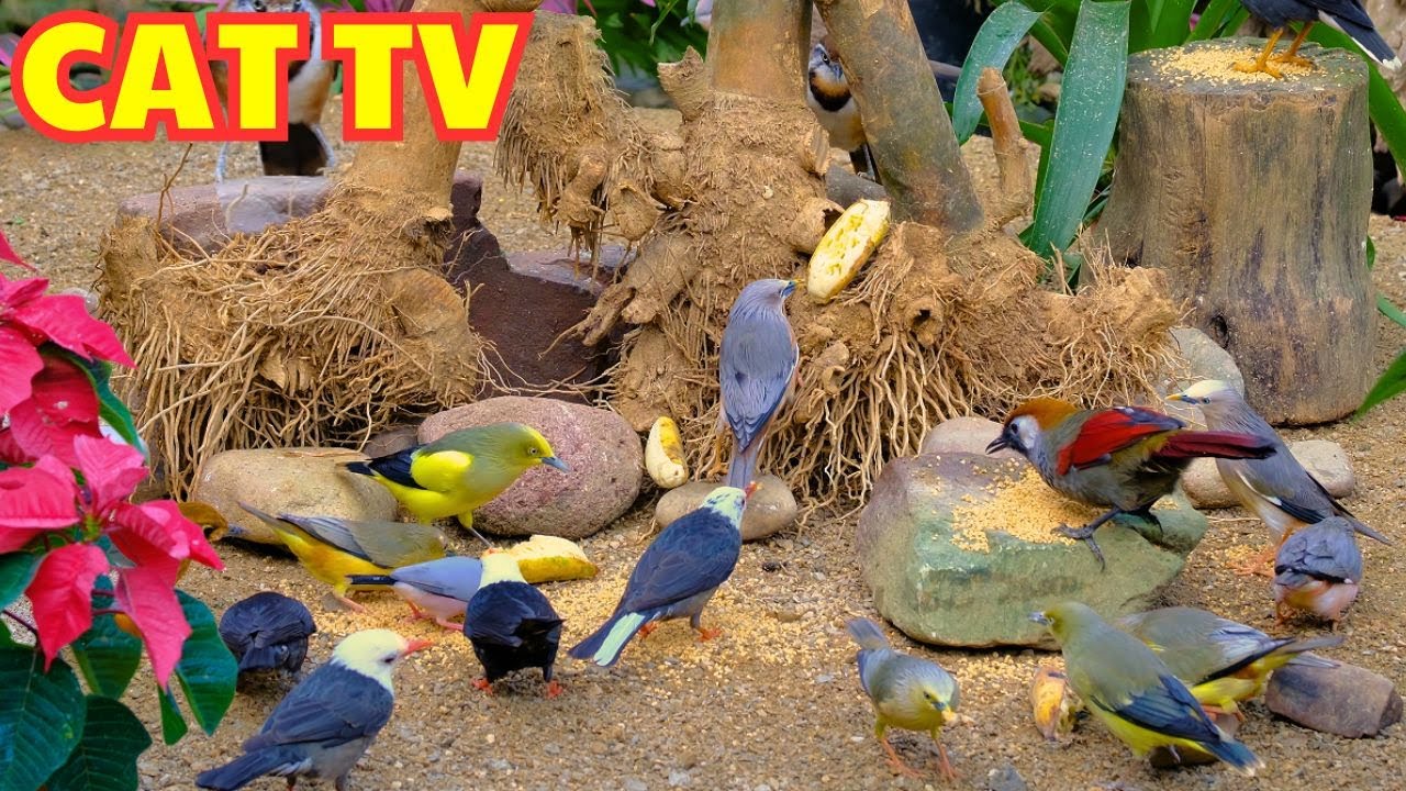 Bird TV For Cats😺 Colorful Birds Flying To Dry Trees In Search Of Food😺Video For Cats [4K]