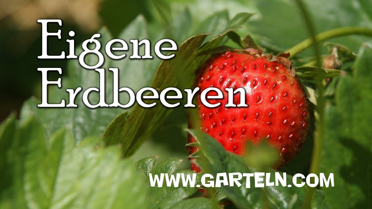 Erdbeeren selbst anbauen