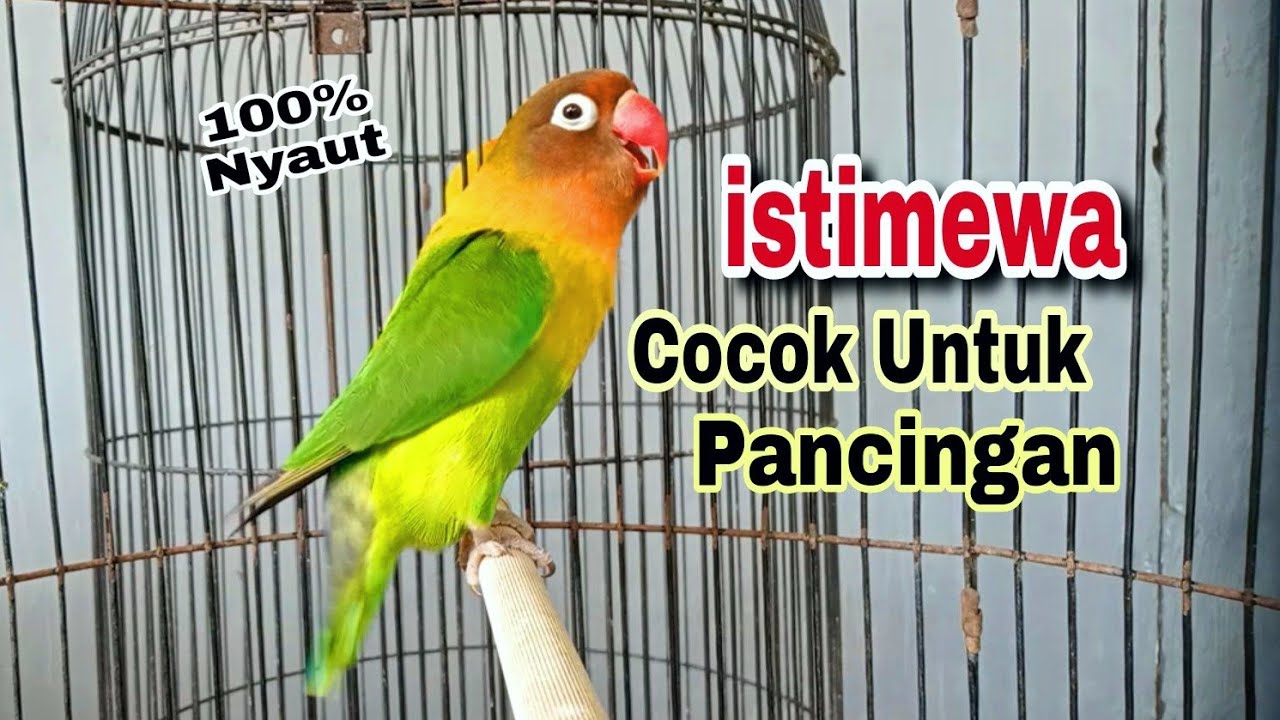Koek..Koek..Tik..Tik.. Ceerr... Lovebird Jenis Apa Saja Langsung Respon Ikut Bunyi