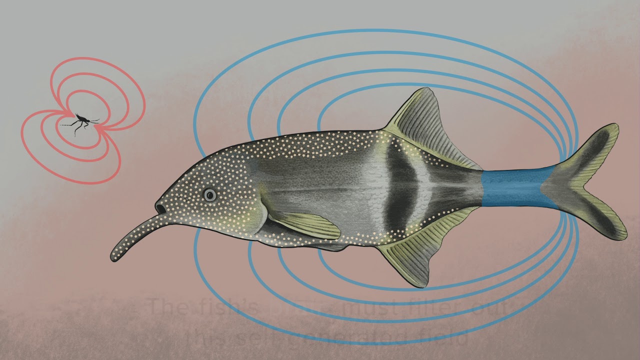 How Does an Electric Fish Find its Prey?