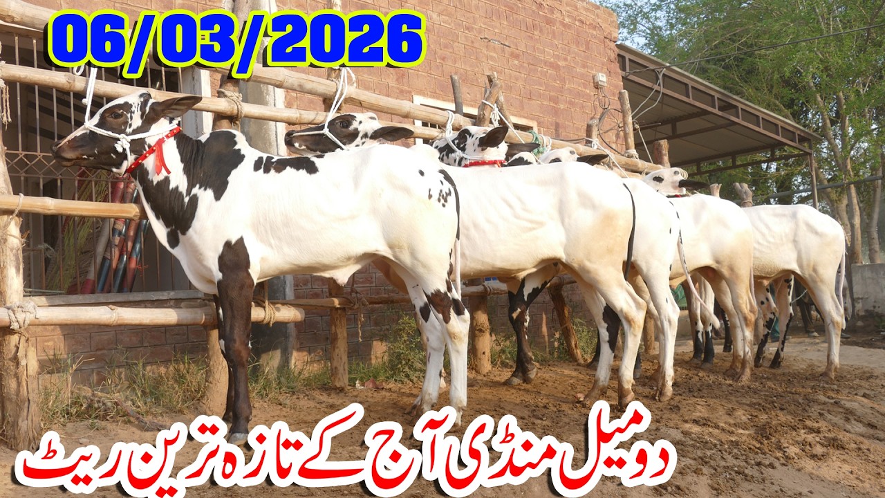 Today Domail Mandi Fatehjang Rate’s update06/Mar2026-Part01Sunny Video Fateh Jang Cow Mandi 2026