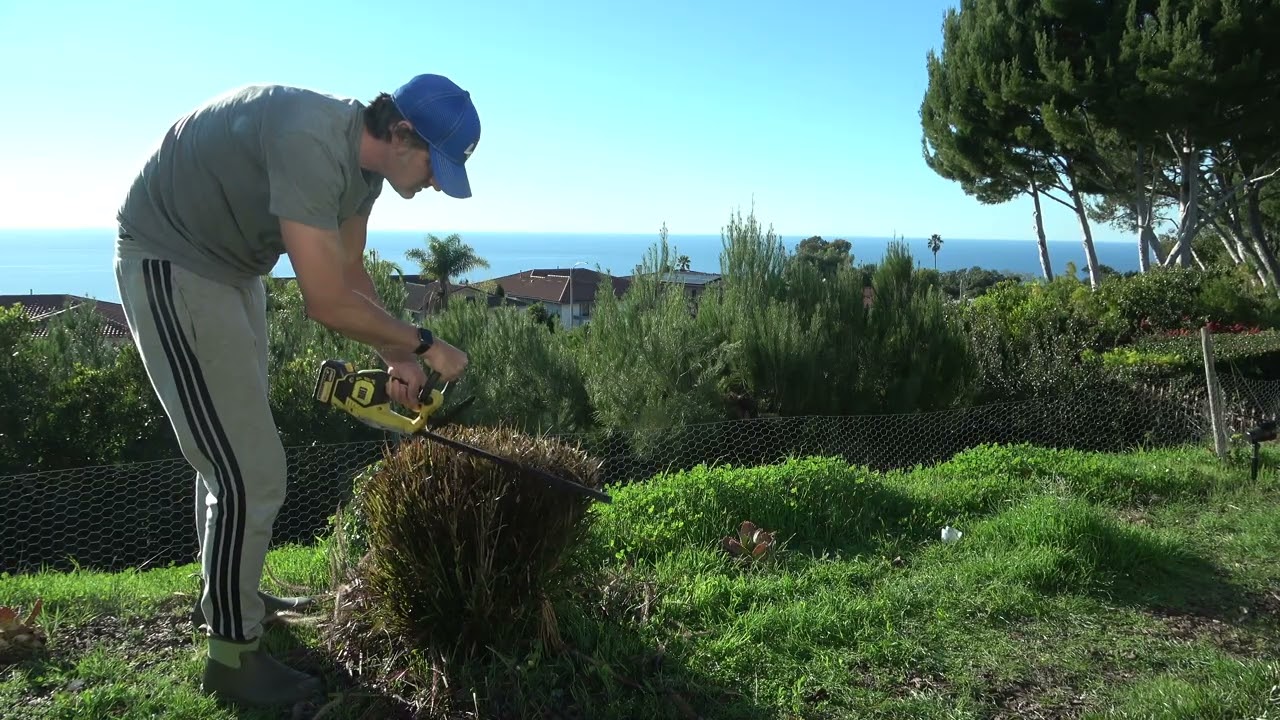 Winter Pruning My Backyard Landscaping