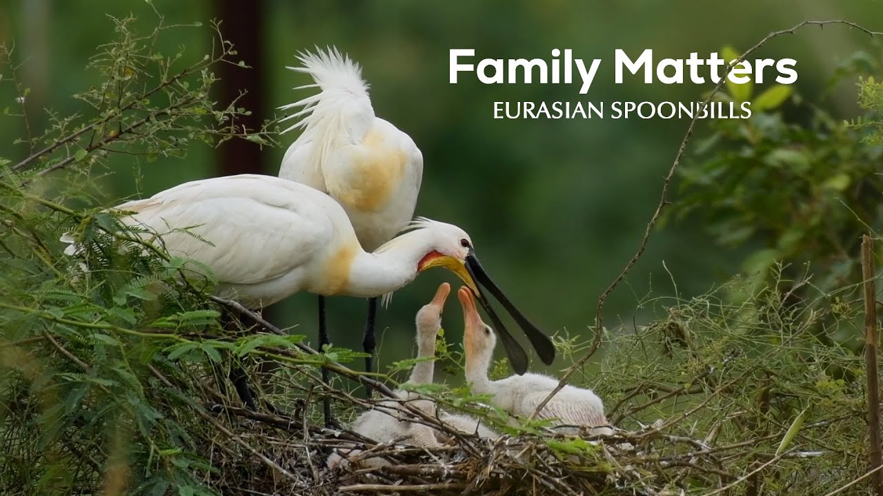 Family Tree: Eurasian Spoonbills & Their Nesting Drama | Bharatpur Diaries | @RoundglassSustain