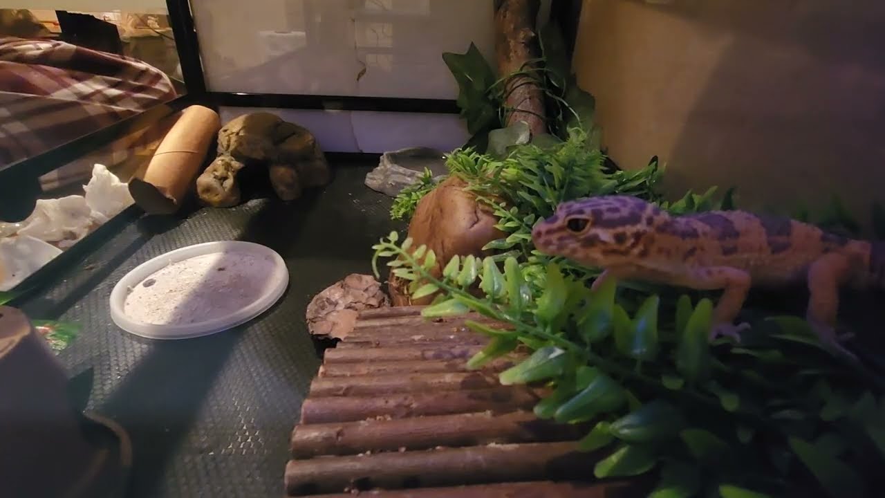 Cleaning my Leopard Gecko's Tank
