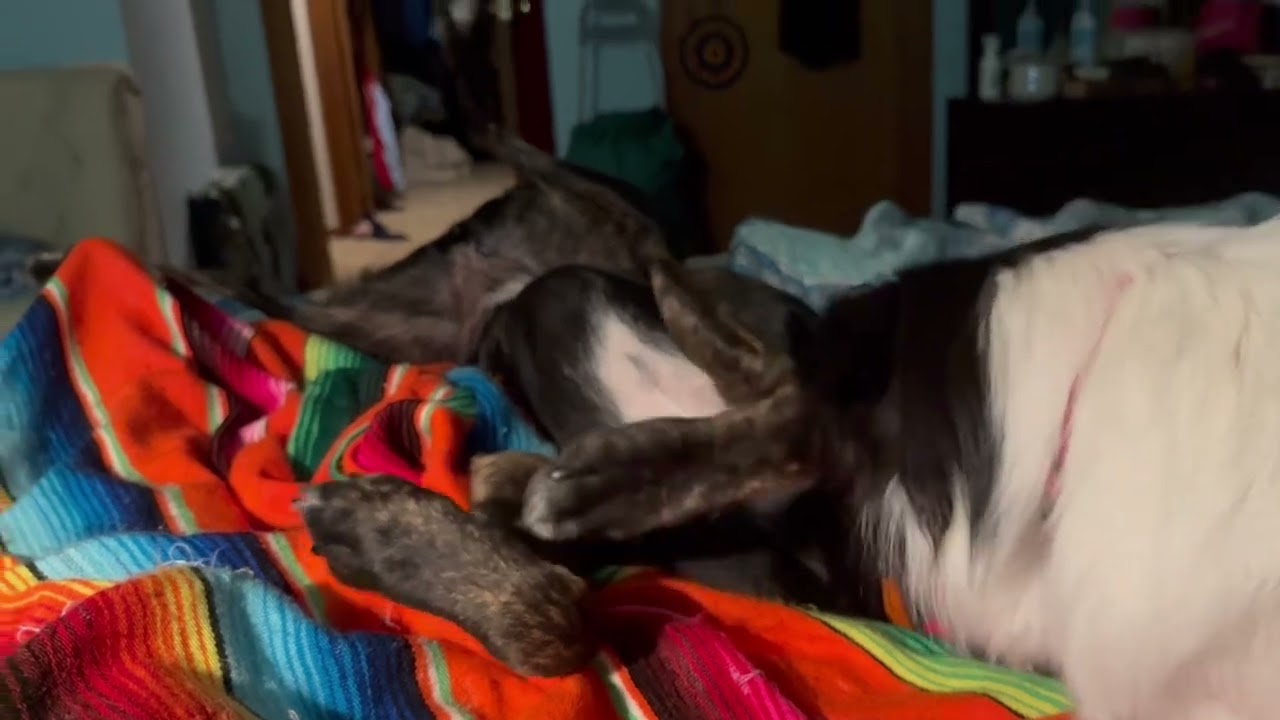 Dasher and Elizabeth