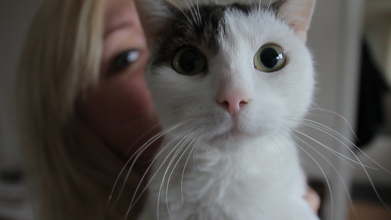 PUSSY AND BEARDLESSNESS (20141202) #DailyDecember EelcoVlogging