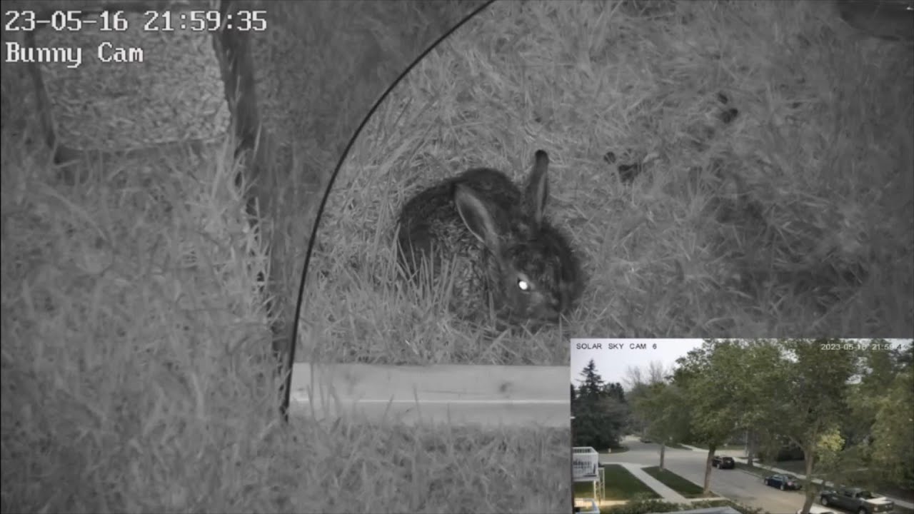 Two Little Bunnies in Bunny Land