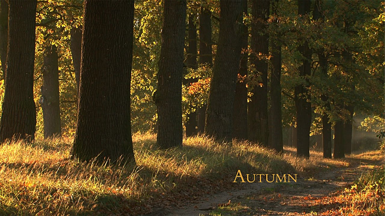 FALL / AUTUMN / Falling Leaves / David Attenborough's opinion