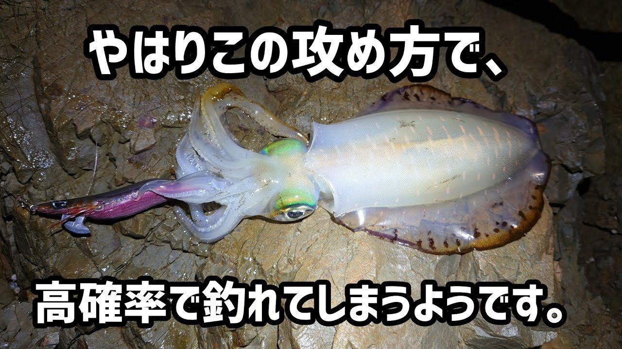 【エギング】安定の必殺技。