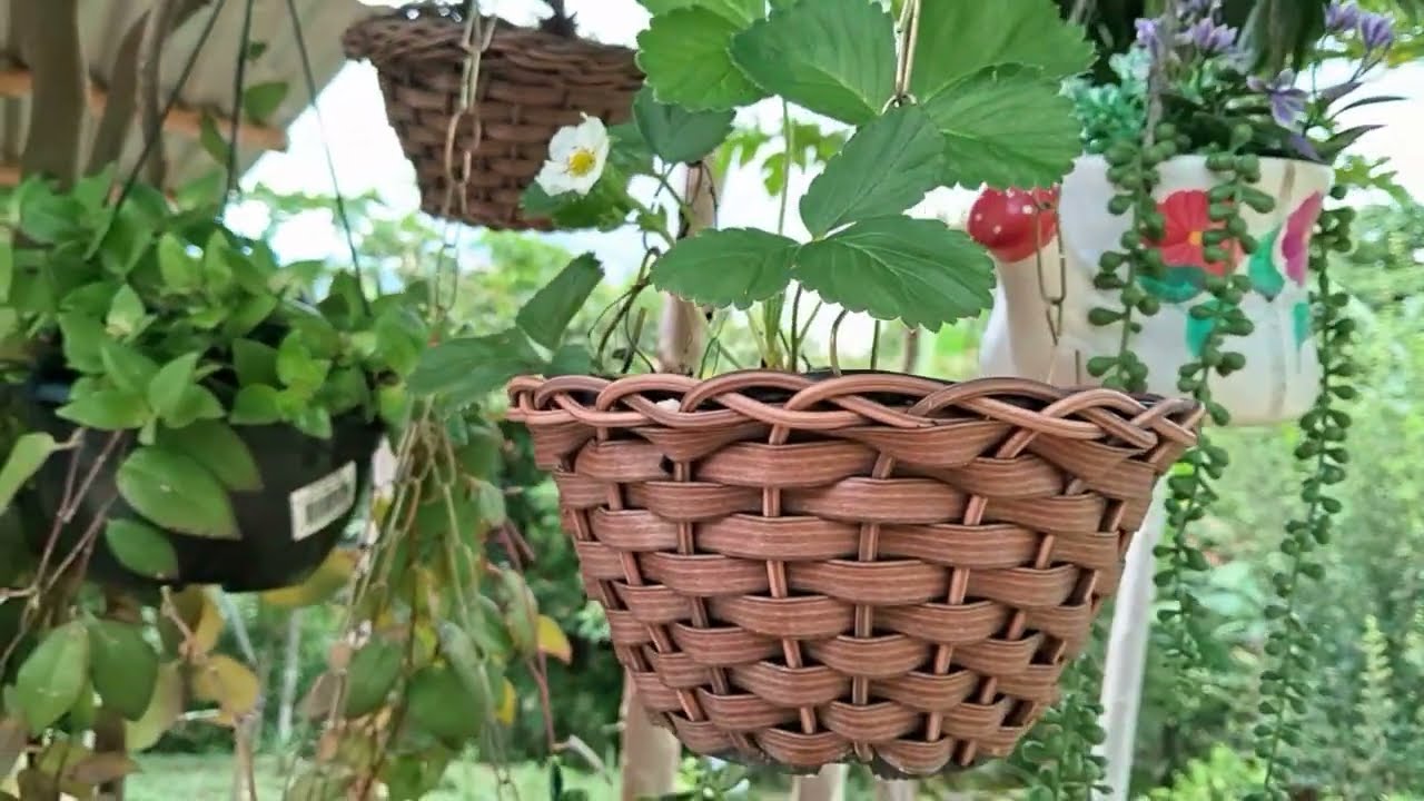 🌧️🌿 Sábado com chuva e lindas plantas em um lugar de paz e harmonia☔️