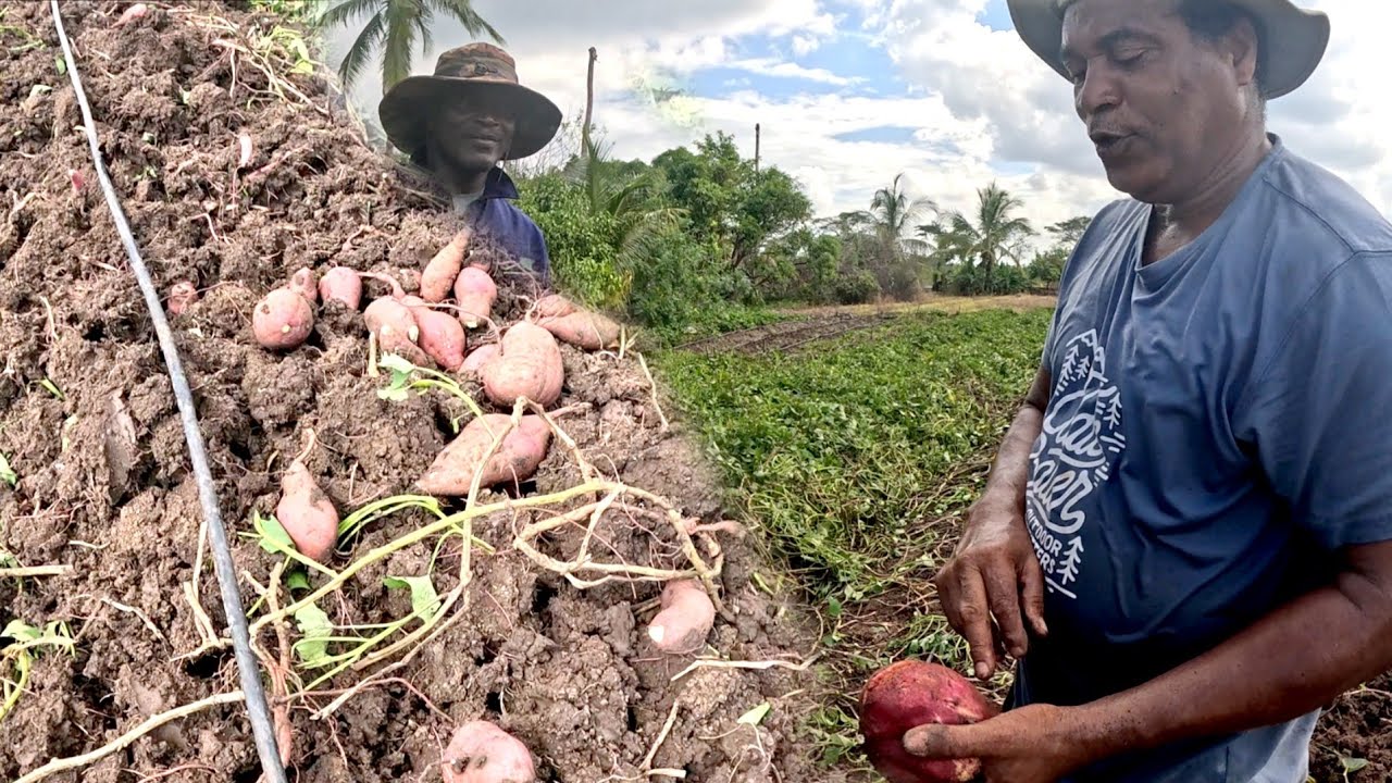 This is what you call blessing this field of sweet potato been harvesting for more than 7 months now