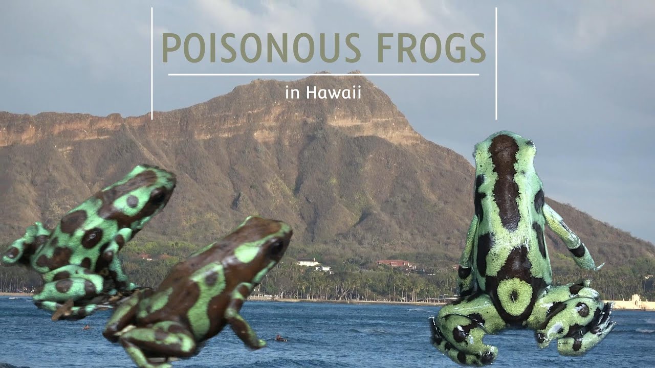 Poisonous Frogs in Hawaii!!