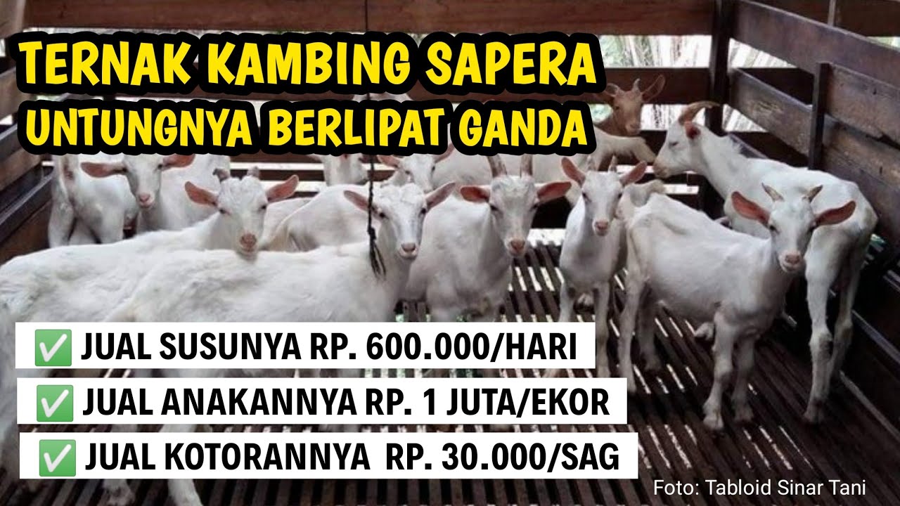 TERNAK KAMBING SAPERA, KEUNTUNGANNYA BERLIPATGANDA | @AGRO