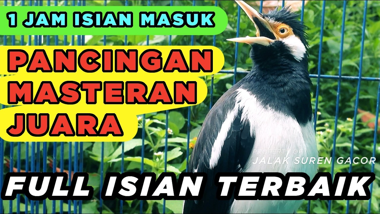Jalak Suren Di Alam Liar Memanggil Jantan Gacor Full Isian Cililin Tengkek