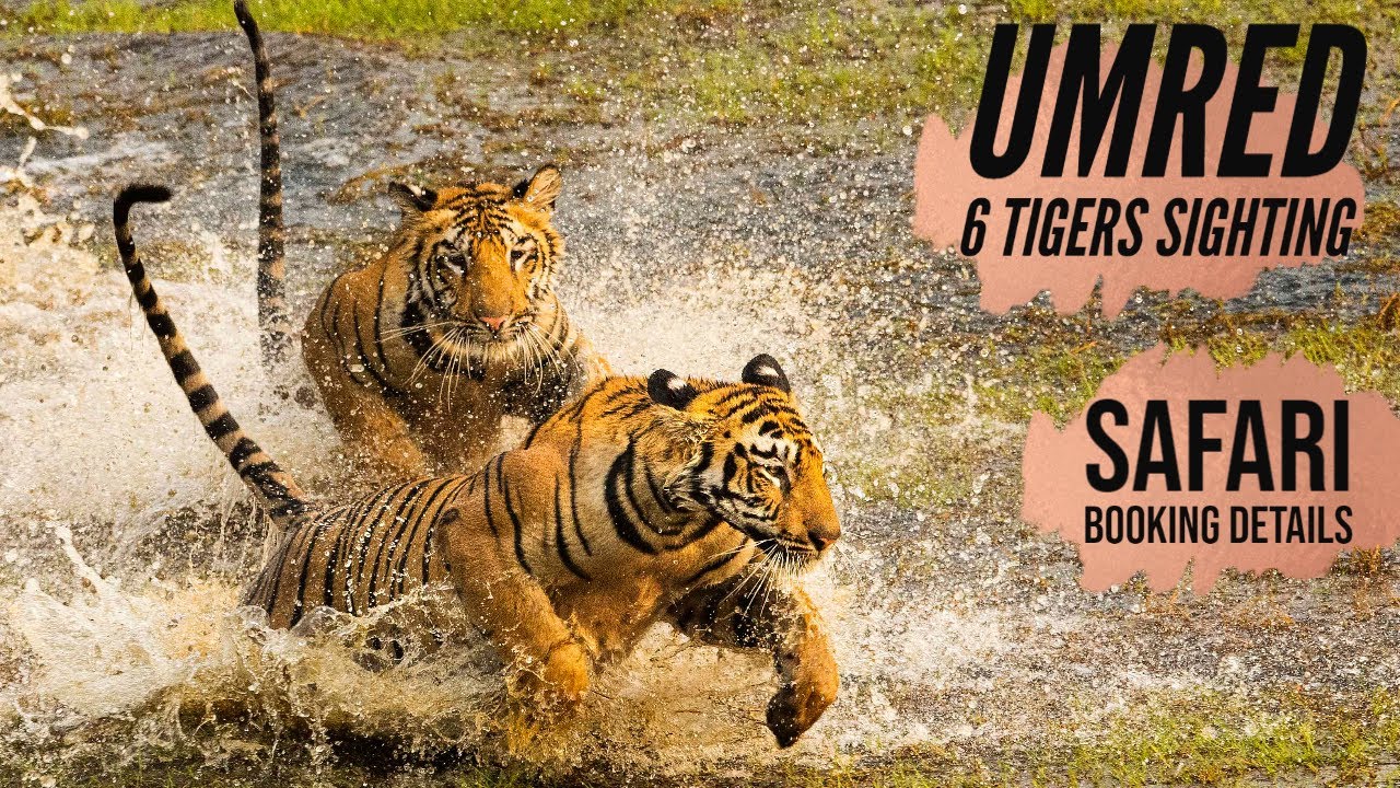 EP2 -Road Trip - Umred Karhandla Wildlife Sanctuary | 6 Tigers Fighting | Safari Booking Cost