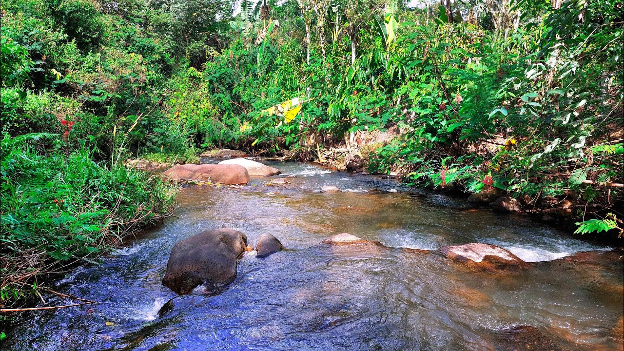 Relax Your Mind & Unwind with Soothing Sounds and Picturesque Water Flow in Peaceful Forest River