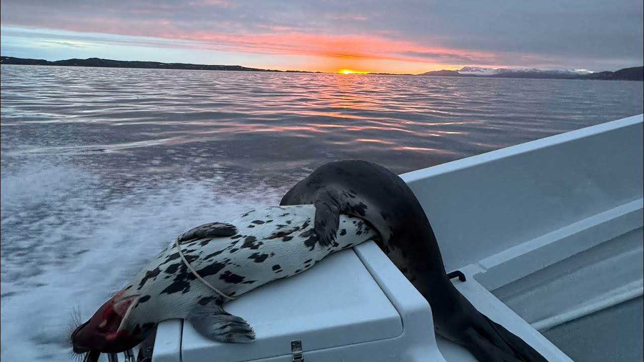 Seal hunting in the summer Greenland - Puisinniarneq