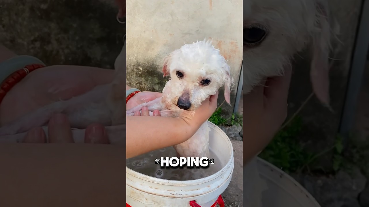 Starving Dog Chased Every Cars Hoping It&rsquo;s Owner❤️#doglife #dogshorts #dog