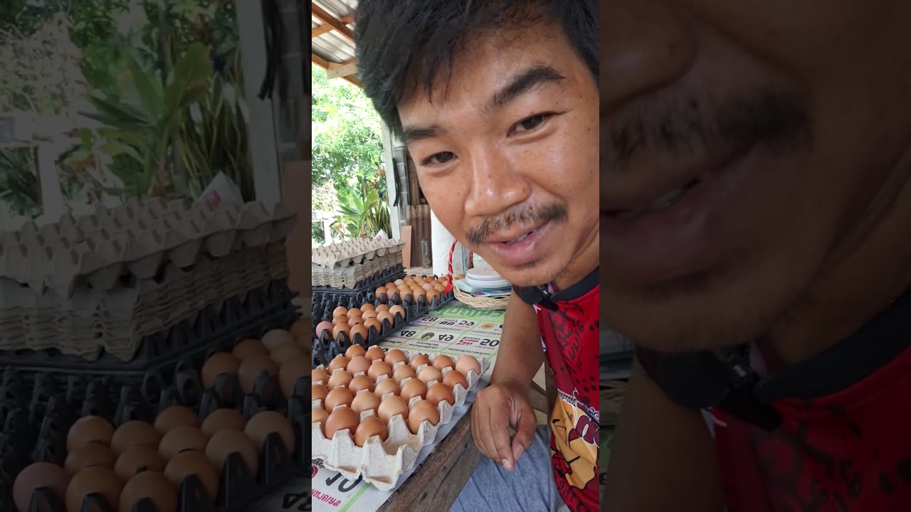 เก็บไข่ทุกวันคับ 