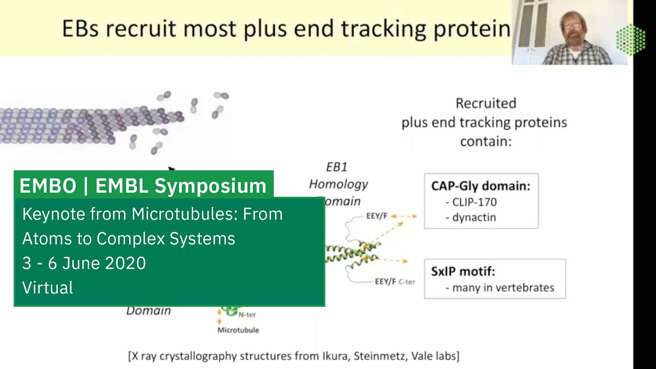 Keynote Lecture: TuRC-mediated microtubule nucleation and the GTP cap