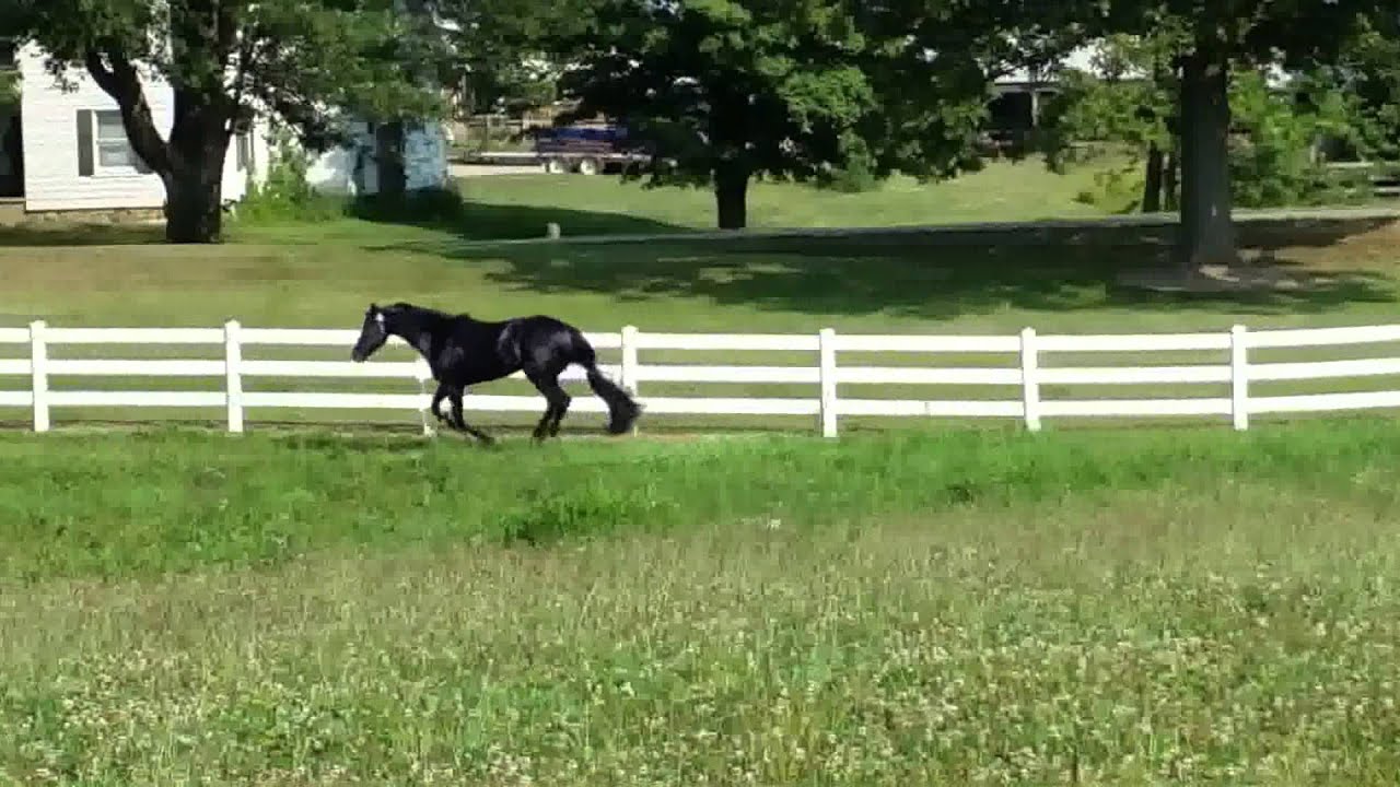 Full Medal Jacket - AQHA Black Stallion