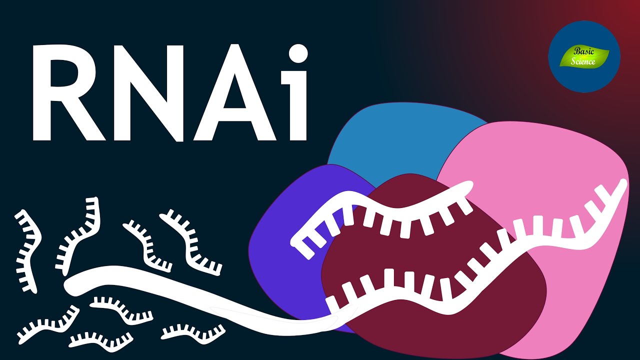 RNA Interference I Gene silencing | Basic Science Series