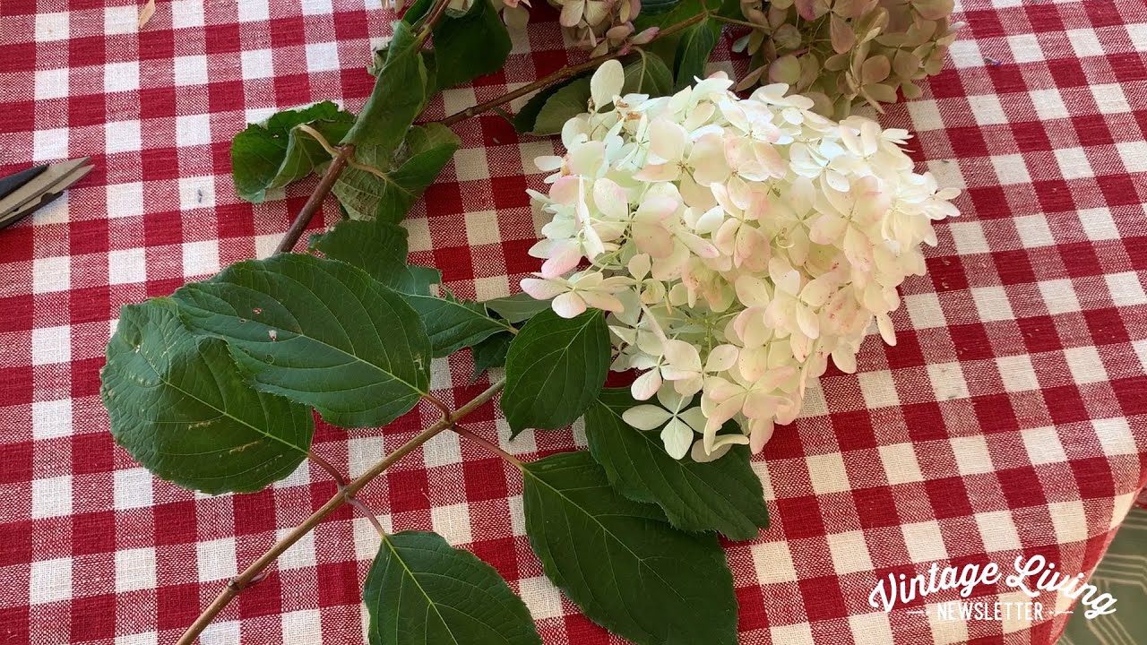 Cómo secamos las hortensias. Un must de otoño