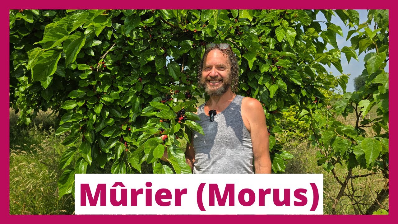 Tout savoir sur le mûrier (Morus) avec l’expert Dithmar Guillaume (Pépinière De Moerbeiboom)