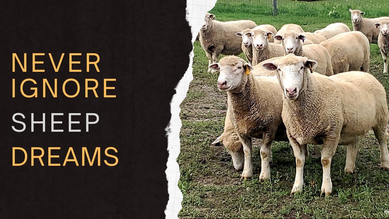 Sheep Dream Meaning Exposed: The Shocking Message Your Subconscious Is Hiding