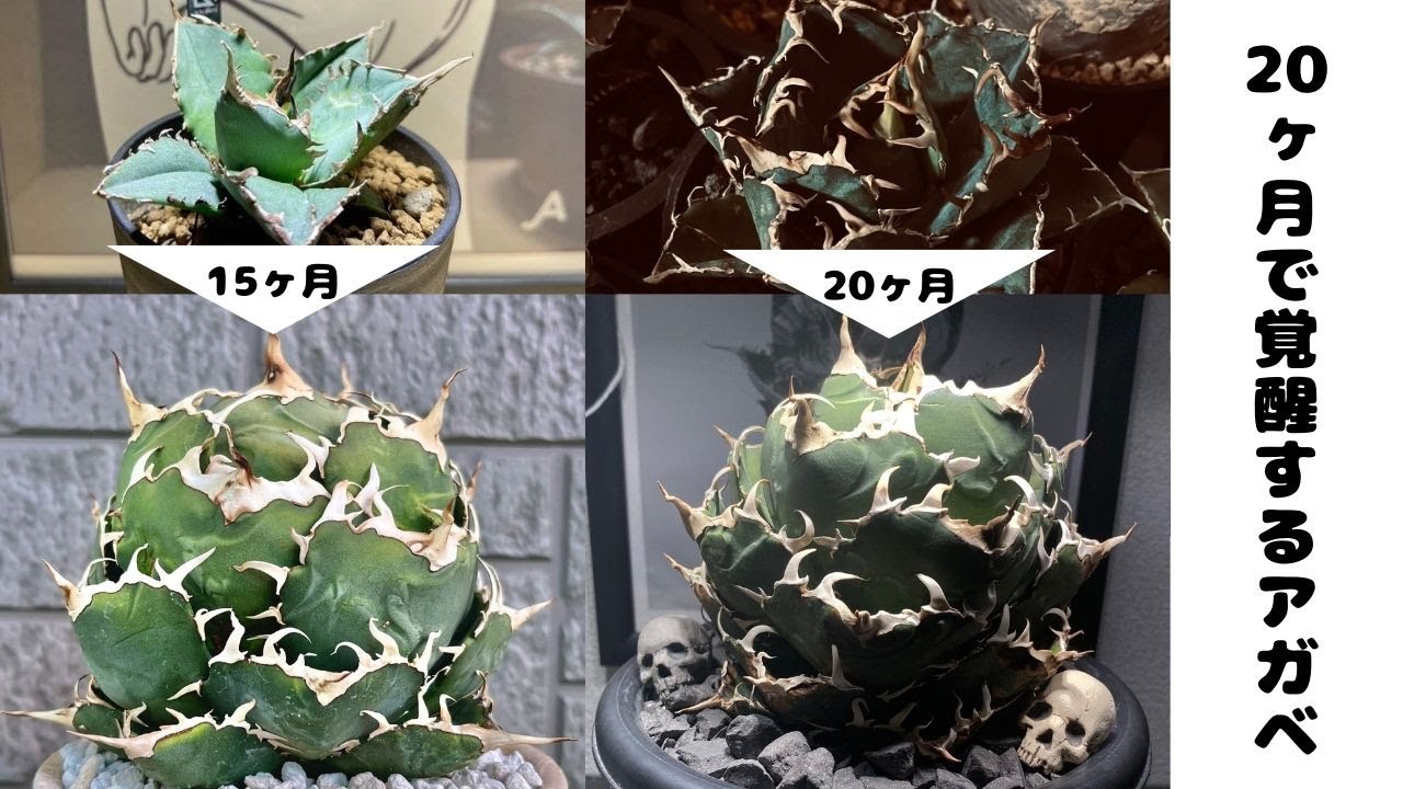 #071 このアガベって本当にこんなにかっこよくなるの？ / お近くのアガベ興味あるかもしれない人におすすめ動画として拡散お願いします  【爆速アガベ番外編】