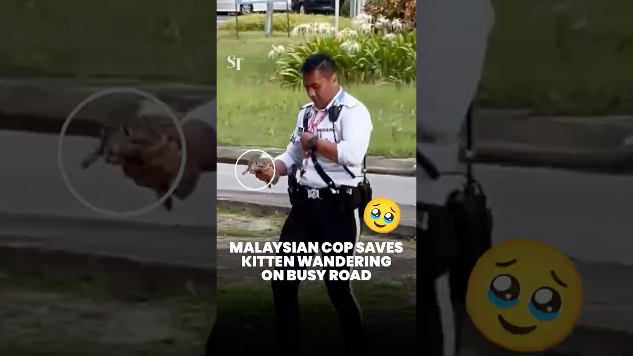 Kitten wandering on busy road saved by Malaysian traffic police officer