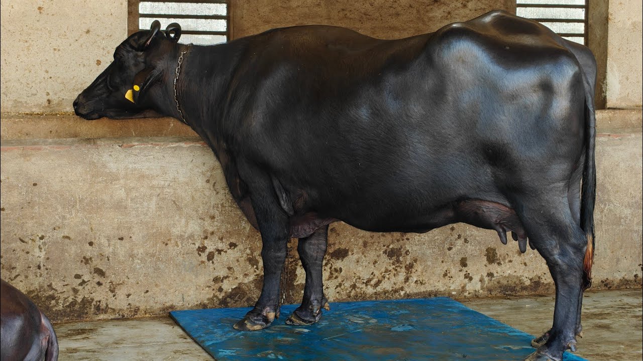 3 Buffaloes for sale, 3 ਮੱਝਾਂ ਵਿਕਾਊ 