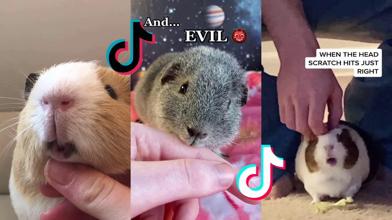 Cute Guinea Pigs - Tiktok Compilation #15