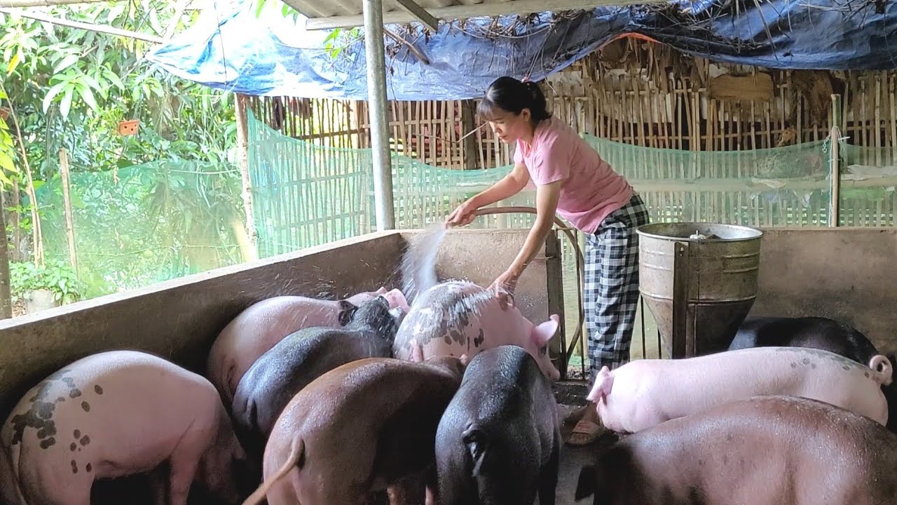 Take care of pigs and chickens.  You will be surprised if you don't bathe the pigs.  (Episode 65).