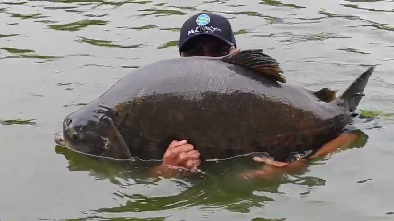 TAMBA GIGANTE NO EVA