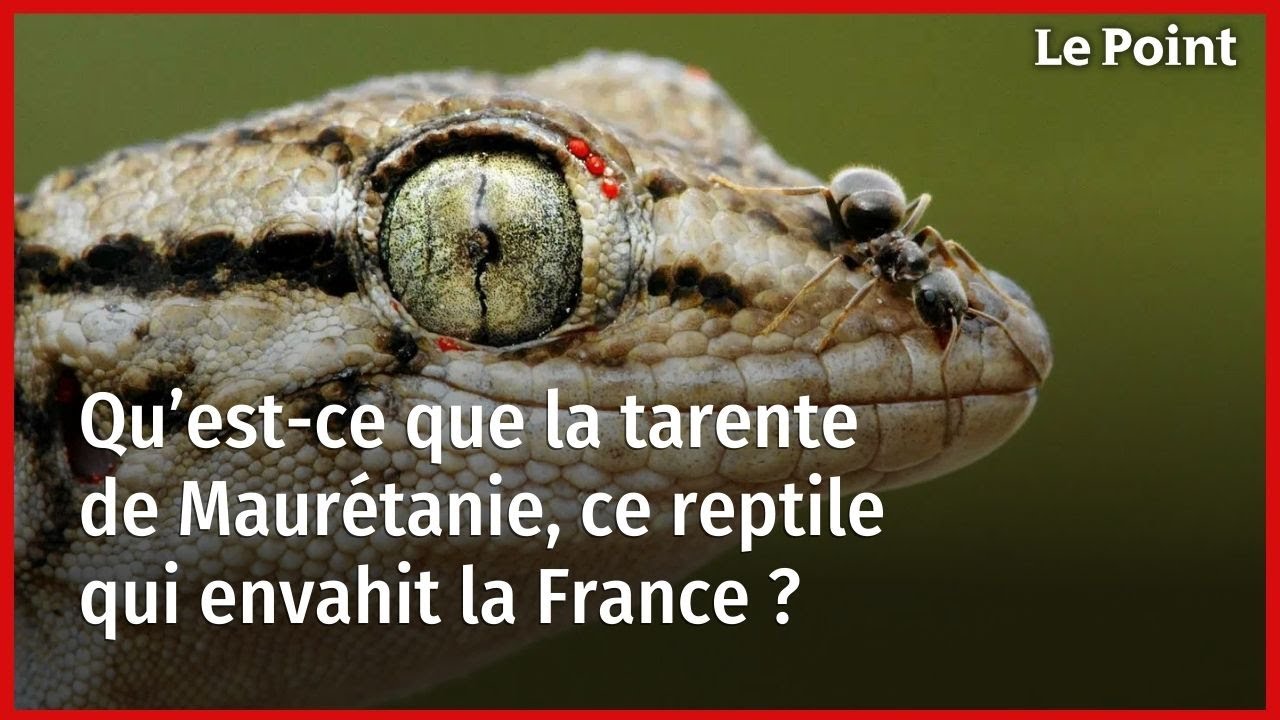 Qu’est-ce que la tarente de Maurétanie, ce reptile qui envahit la France ?
